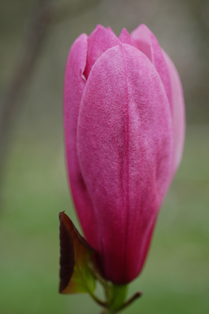 Galaxy Magnolia