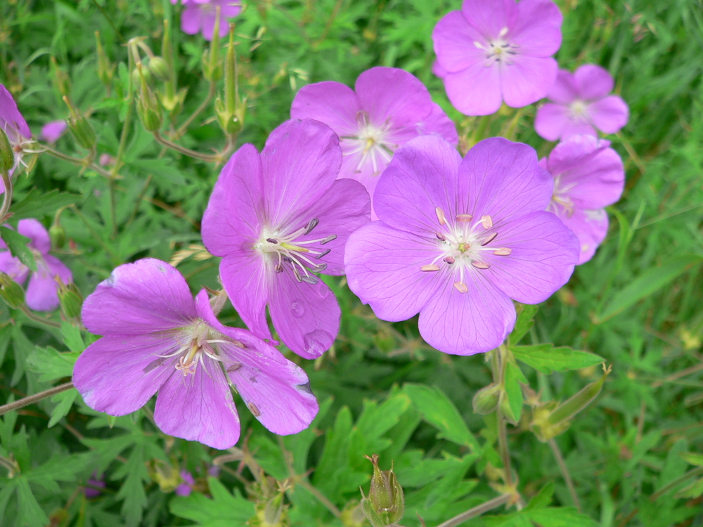 Oregon Geranium