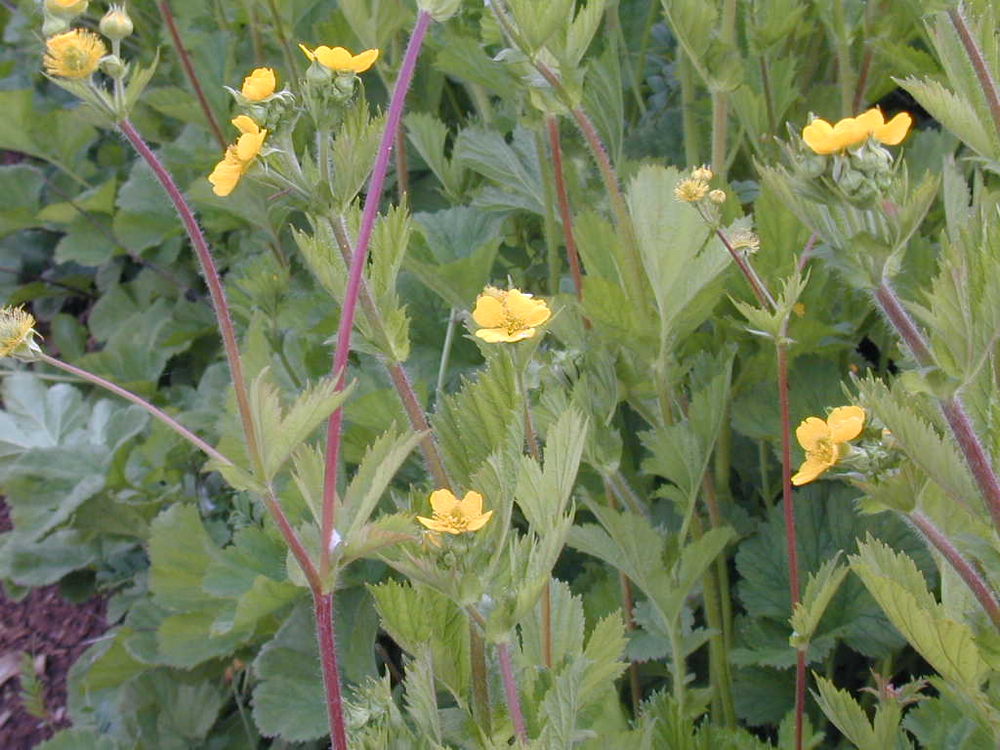 Large-leaves Avens