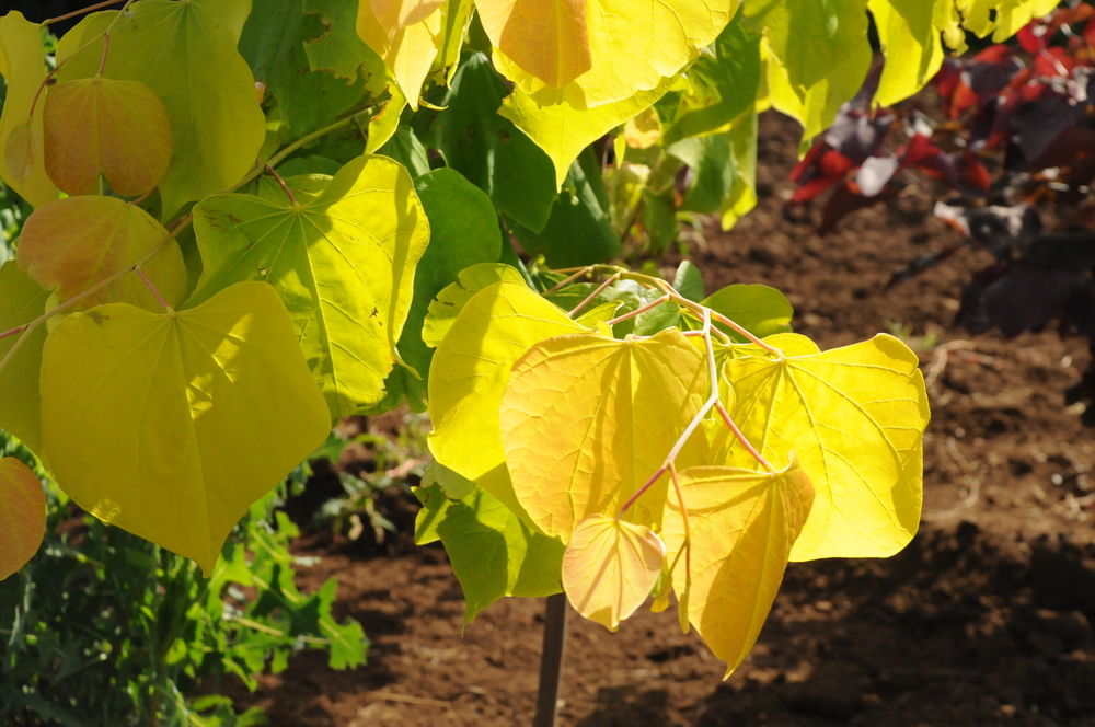 Hearts of Gold Redbud