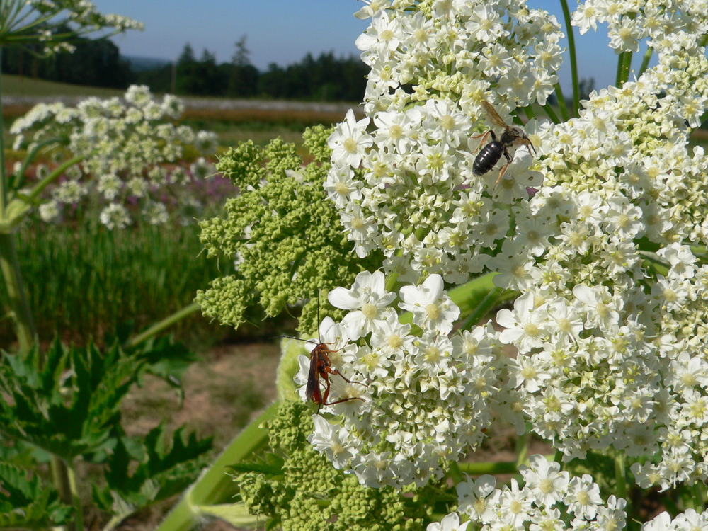 Cow Parsnip