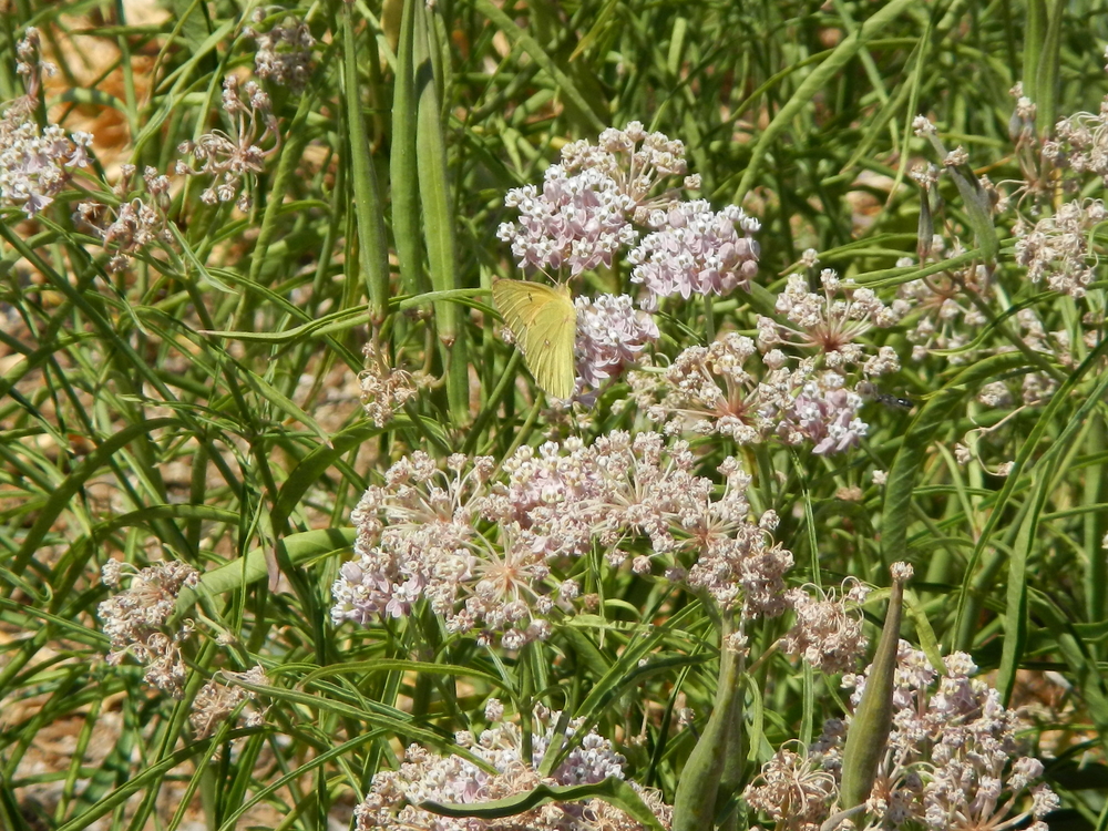 Narrow-leaf Milkweed - Asclepias fascicularis - Wholesale