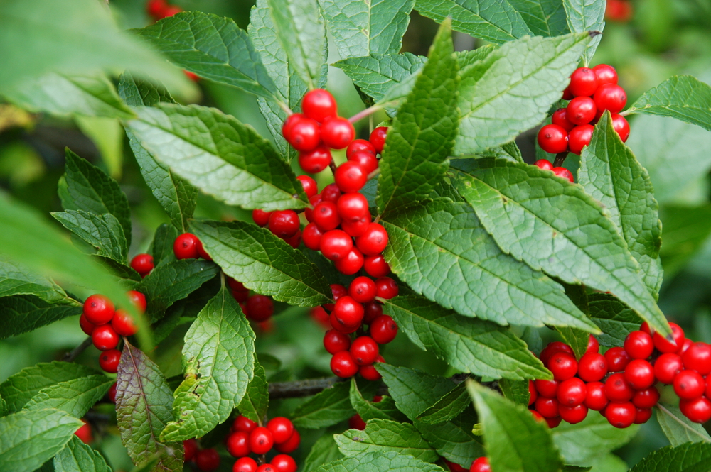 Maryland Beauty Winterberry