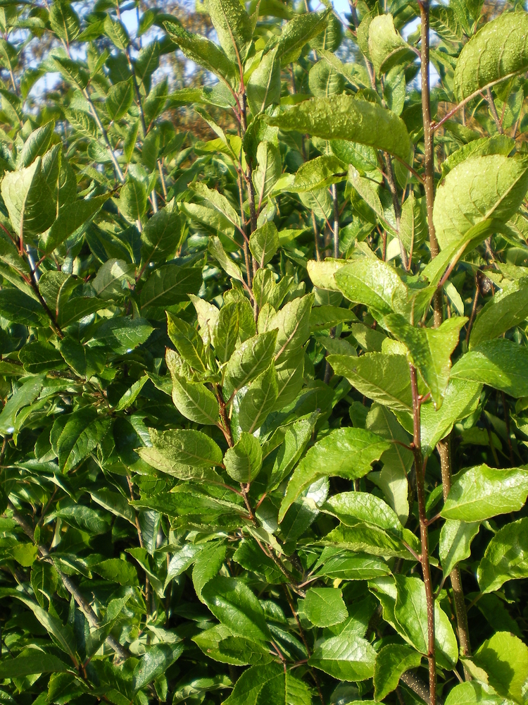 Southern Gentleman Winterberry