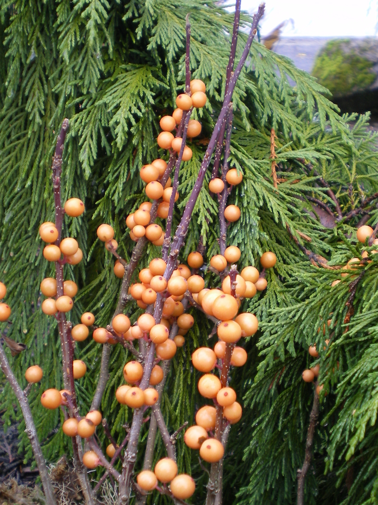 Winter Gold Winterberry