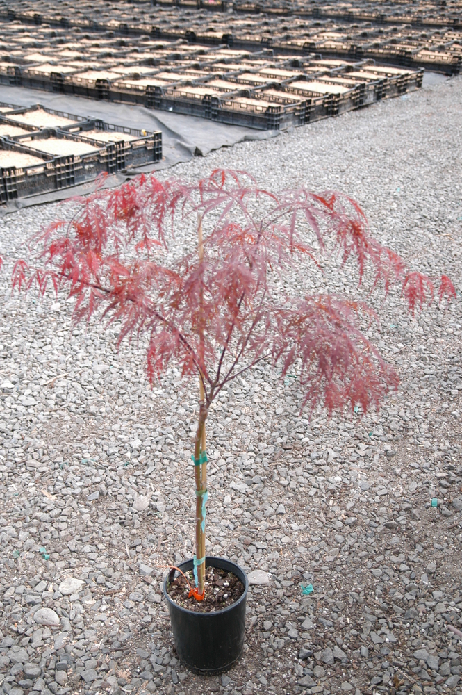 Inaba shidare Japanese Maple