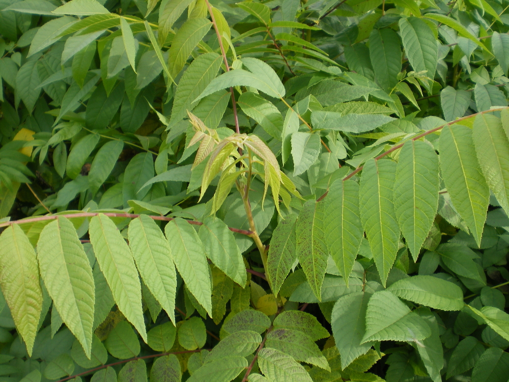 Black Walnut