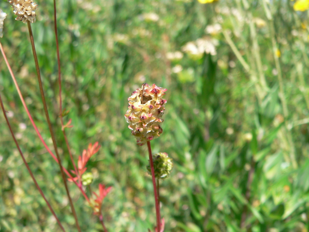 Western Burnet