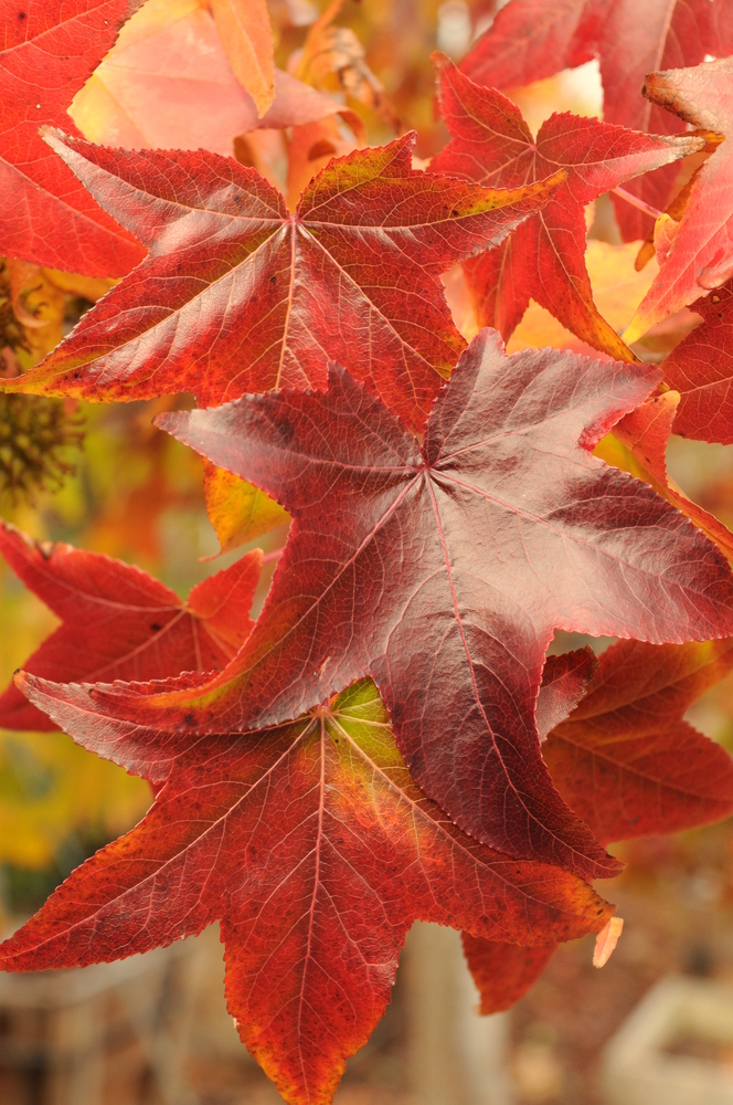 Sweetgum