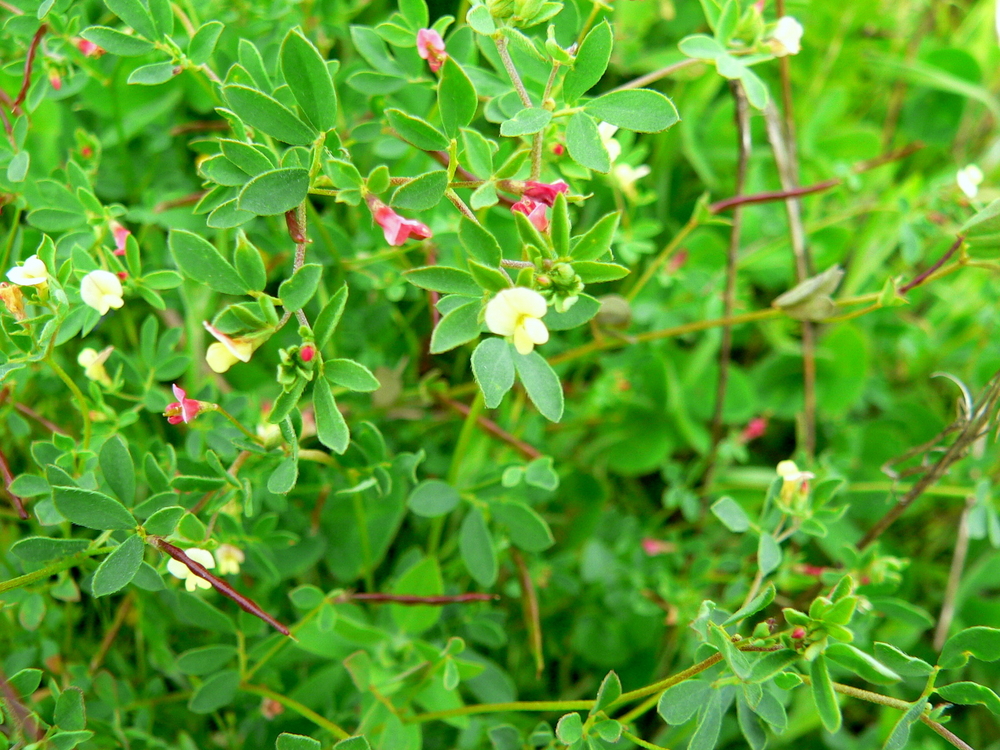 Small-flowered Deervetch