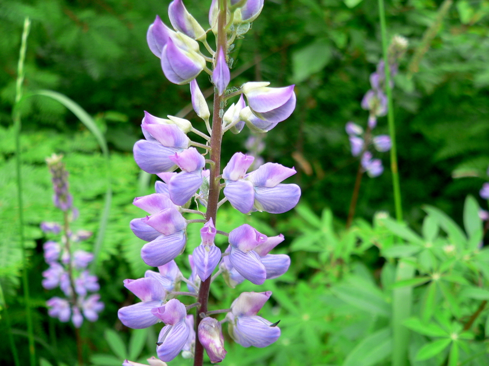 riverbank lupine