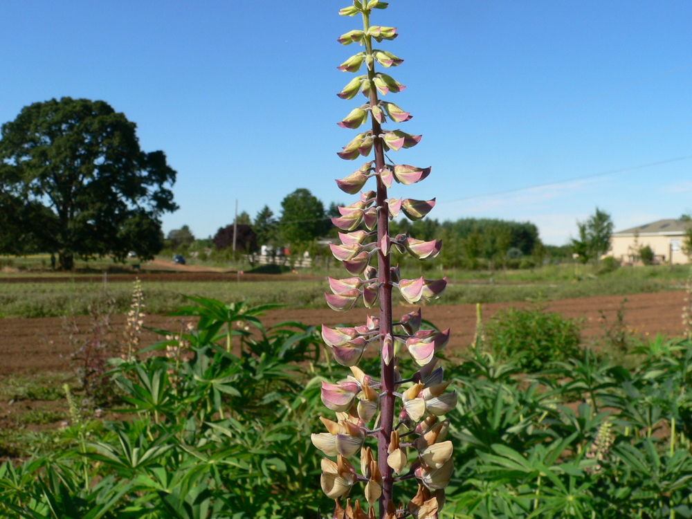 Large-leaf Lupine