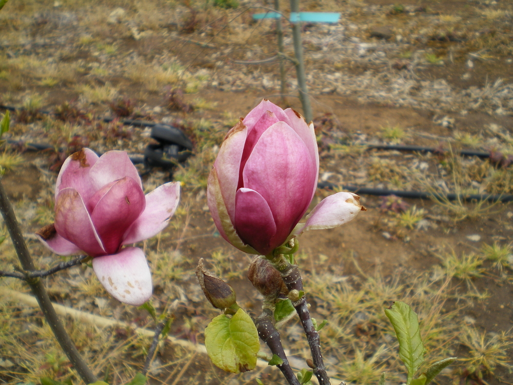 Magnolia 'Genie