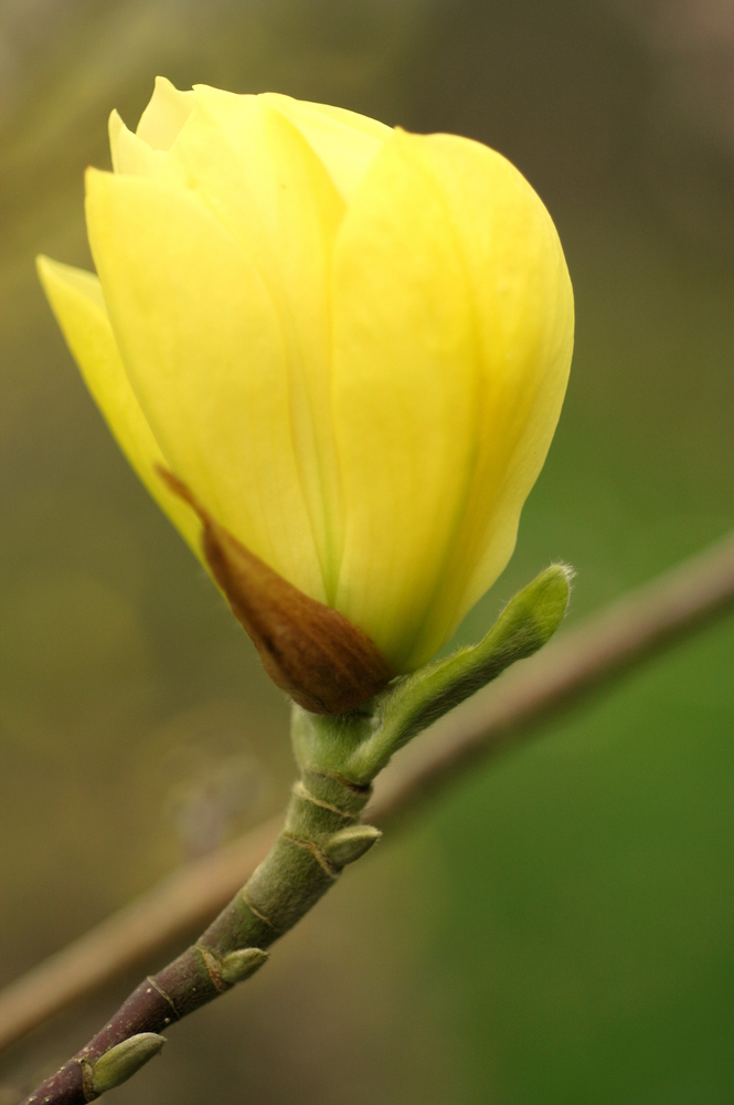 Butterflies Magnolia