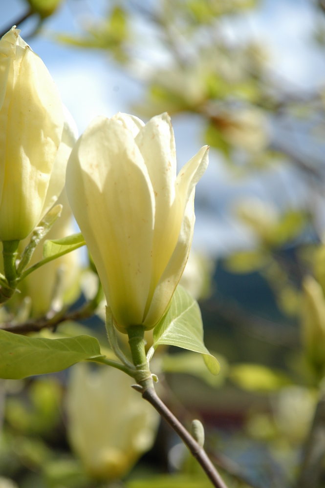 Elizabeth Magnolia