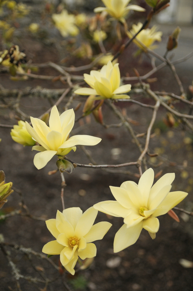 Gold Star Magnolia