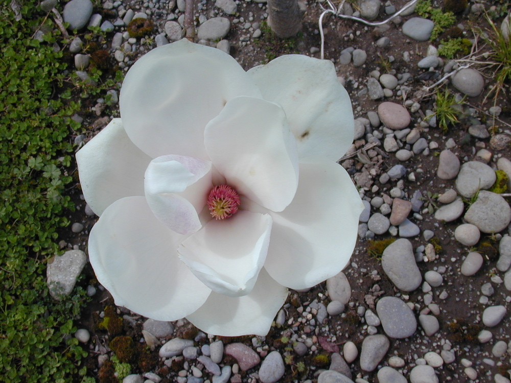 Oyama Magnolia