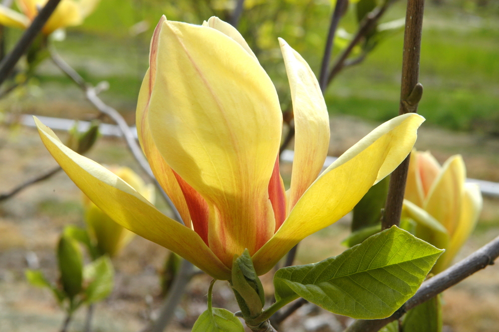 Sunsation Magnolia