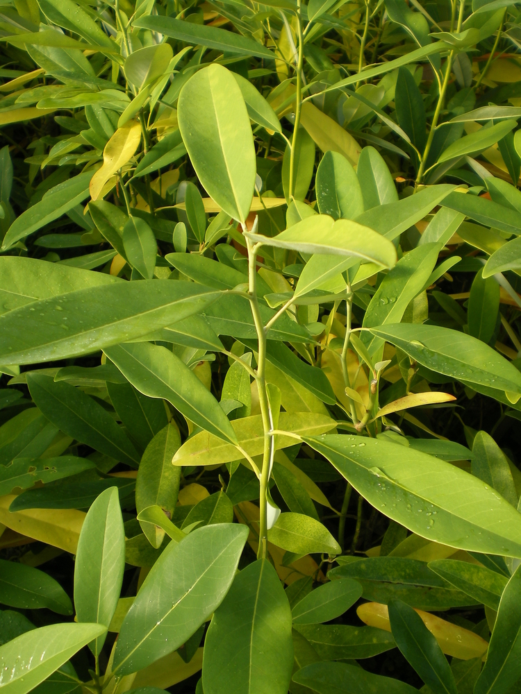 Northern Belle Magnolia