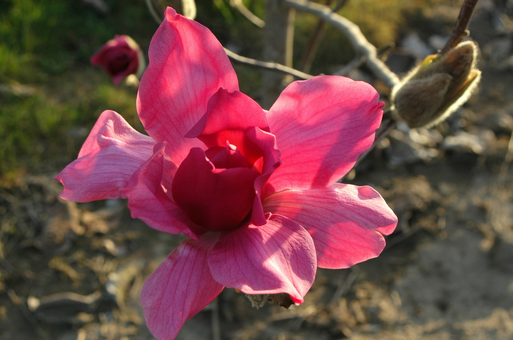 Vulcan Magnolia