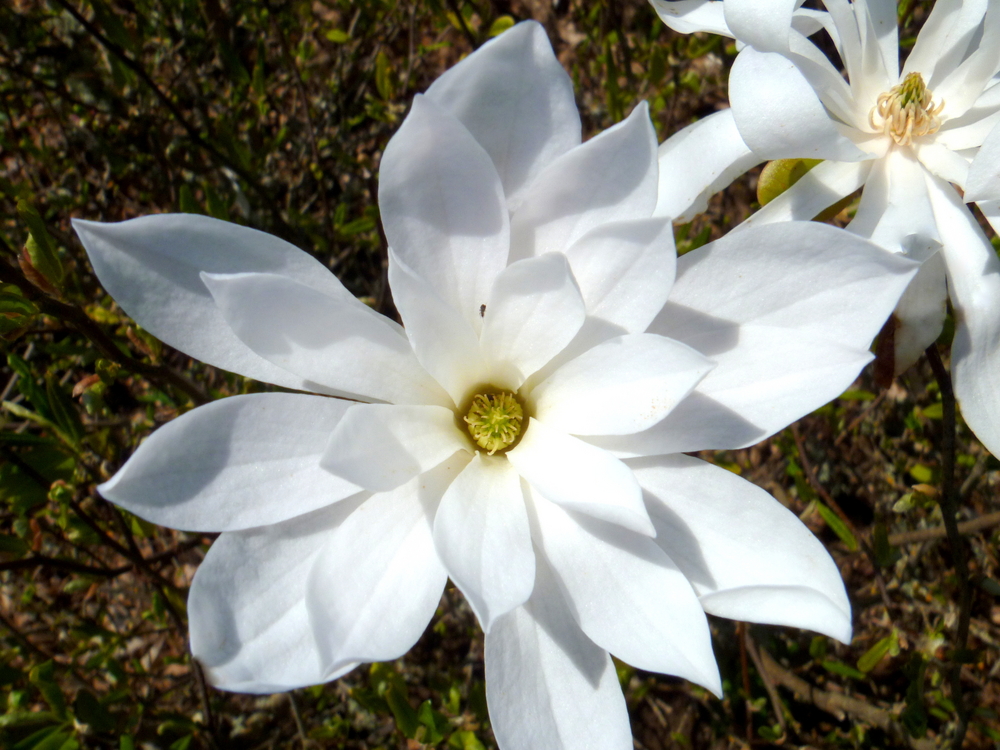 Магнолия стеллата фото. Магнолия звёздчатая. Магнолия Waterlily. Magnolia stellata Waterlily. Магнолия белая звездчатая.