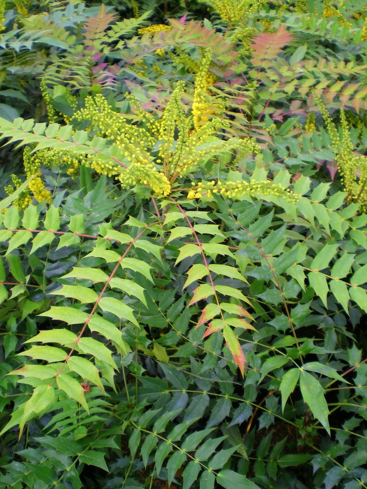 Winter Sun Mahonia