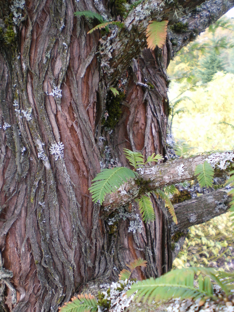 Dawn Redwood