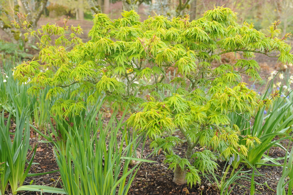 Mikawa yatsubusa Japanese Maple