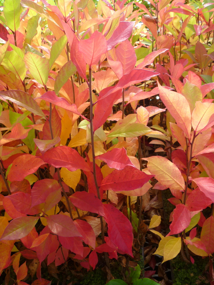 Blackgum, Black Tupelo