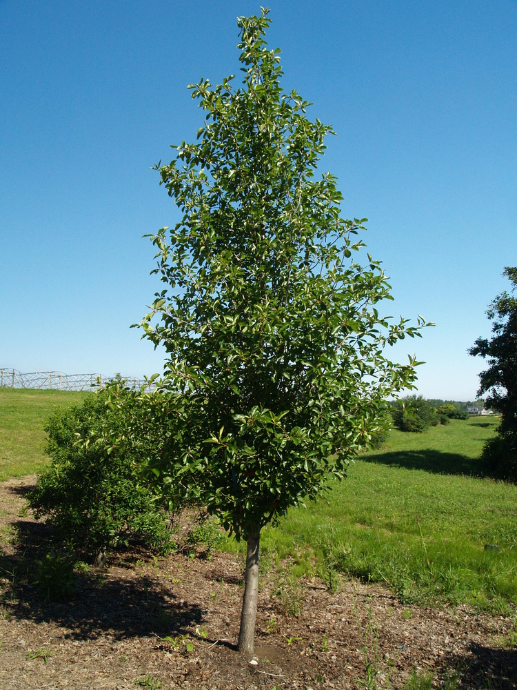 Tupelo Tower Blackgum