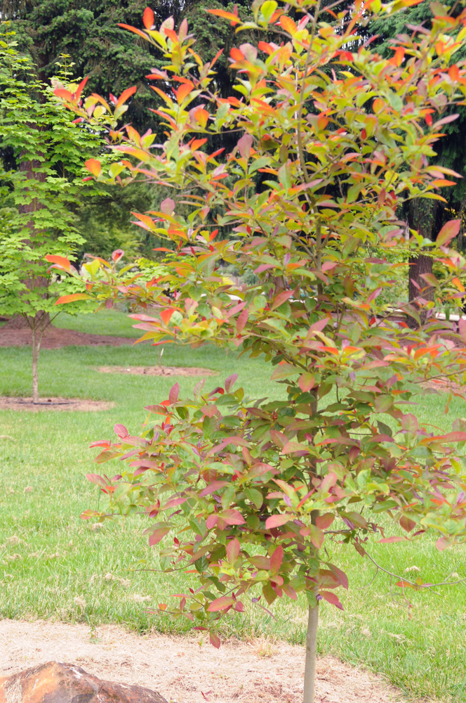 Wildfire Blackgum