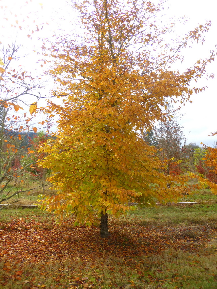 Ironwood, Eastern Hophornbeam