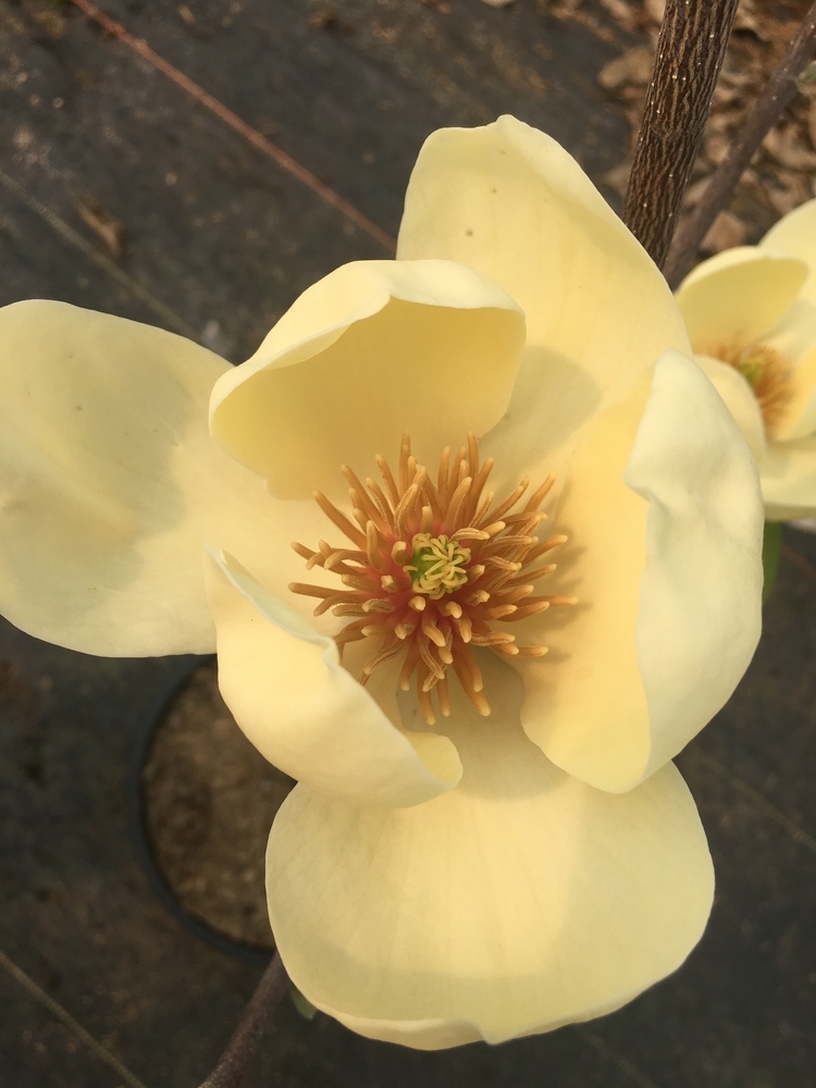 Honey Tulip Magnolia