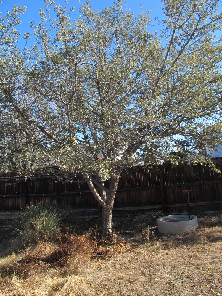 Coconino Western Oak