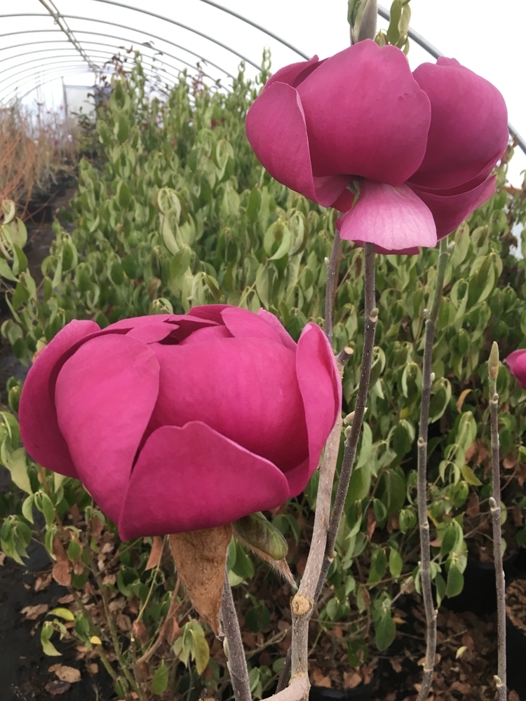 Black Tulip Magnolia