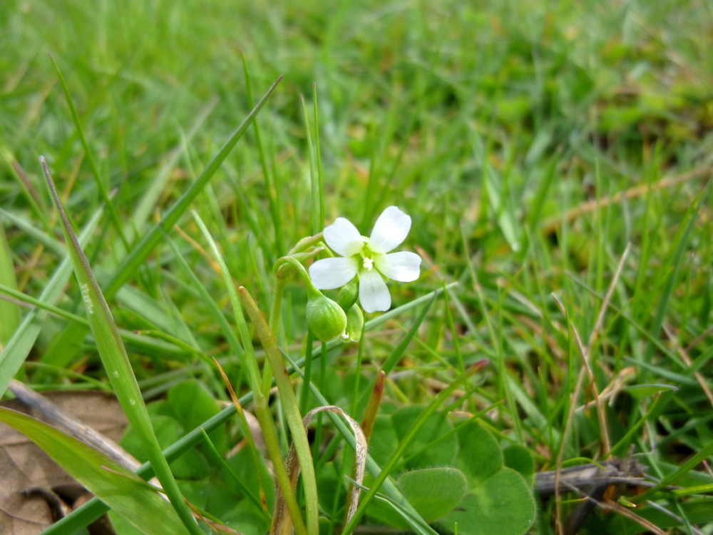 Narrow-leaf Miners Lettuce