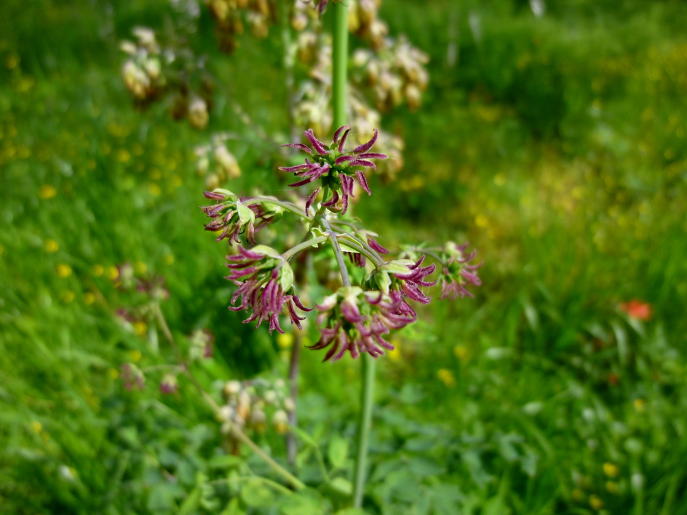 Mountain Meadow-rue