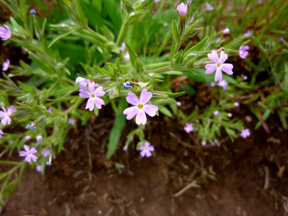 Slender-leaved Microseris