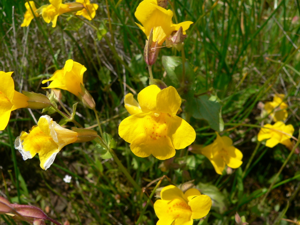 Monkeyflower