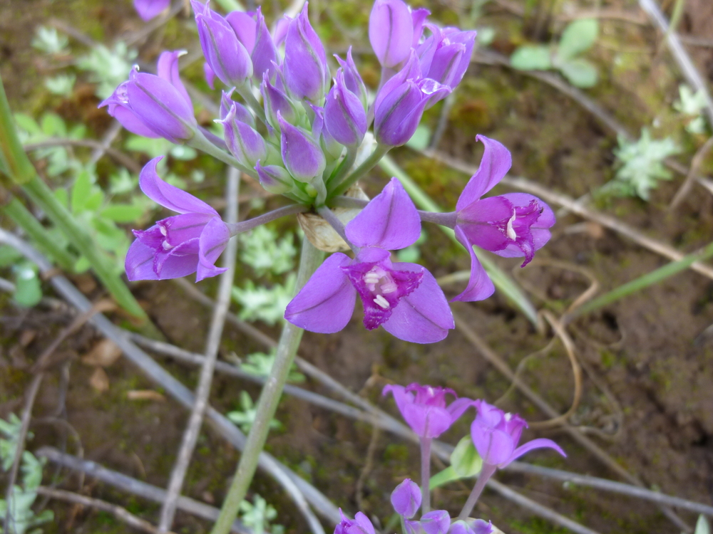 Tapertip or Hooker's Onion