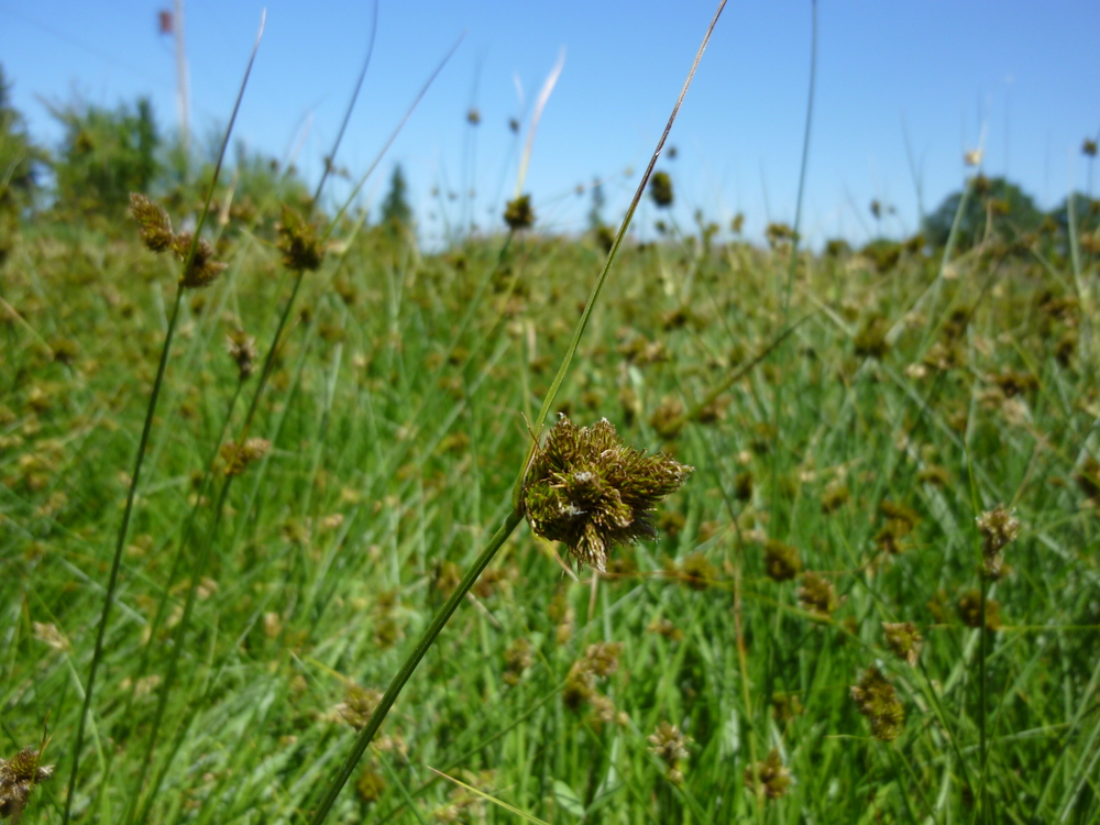 One-sided Sedge