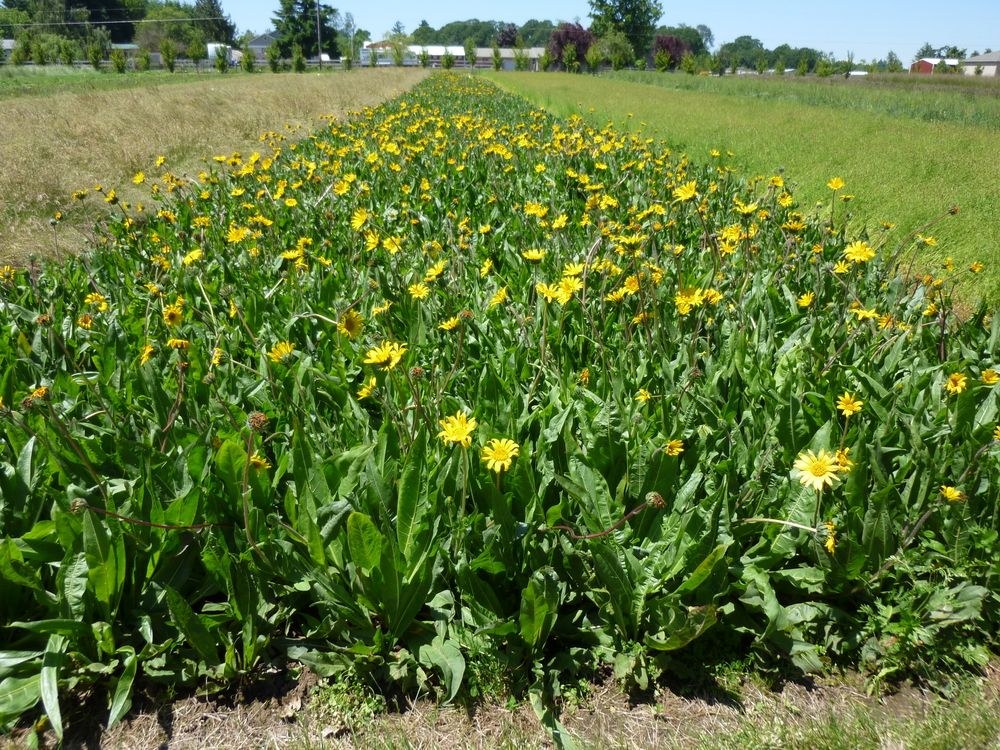 Narrowleaf Mule's Ear