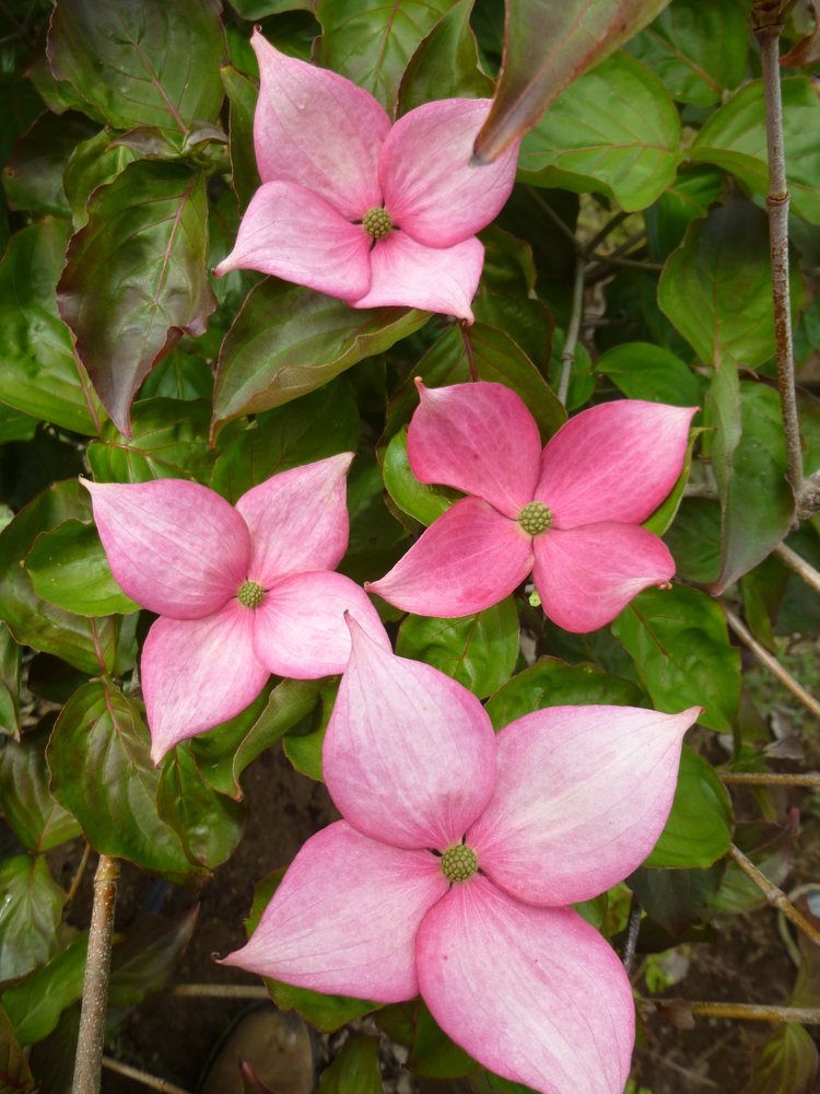 Rosy Teacups Dogwood