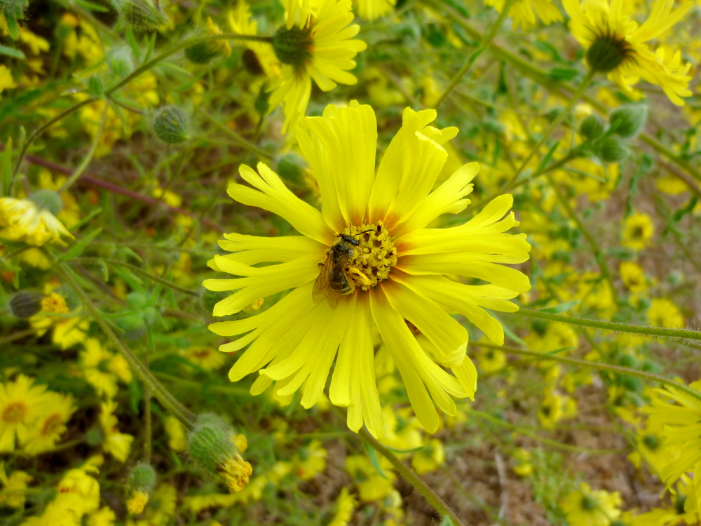 Showy Tarweed, Common Madia