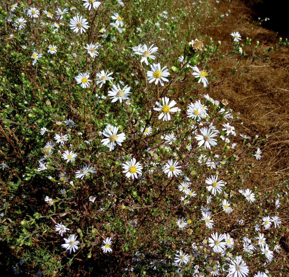 Hall's Aster