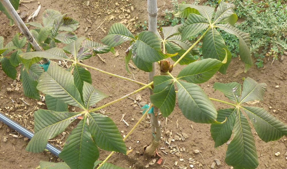 Fort McNair Red Horsechestnut