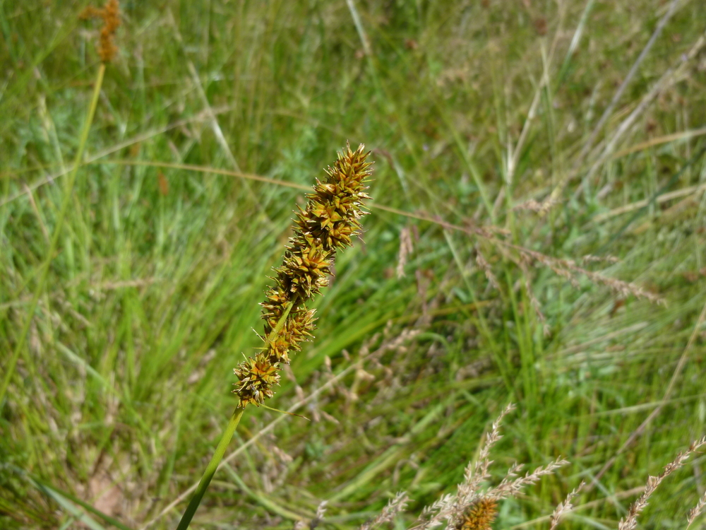 Dense Sedge