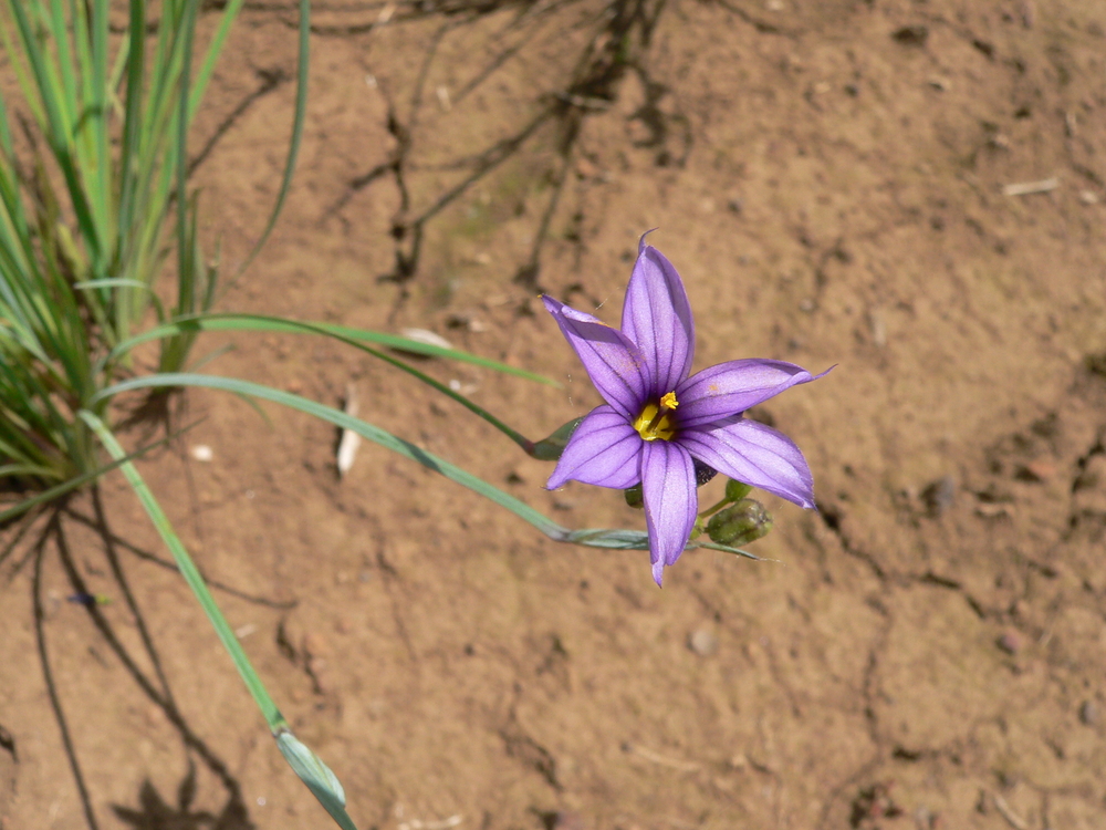 Idaho blue-eyed grass