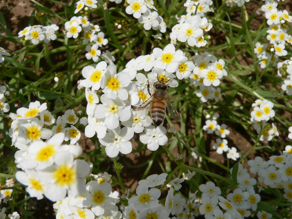 Fragrent Popcorn Flower