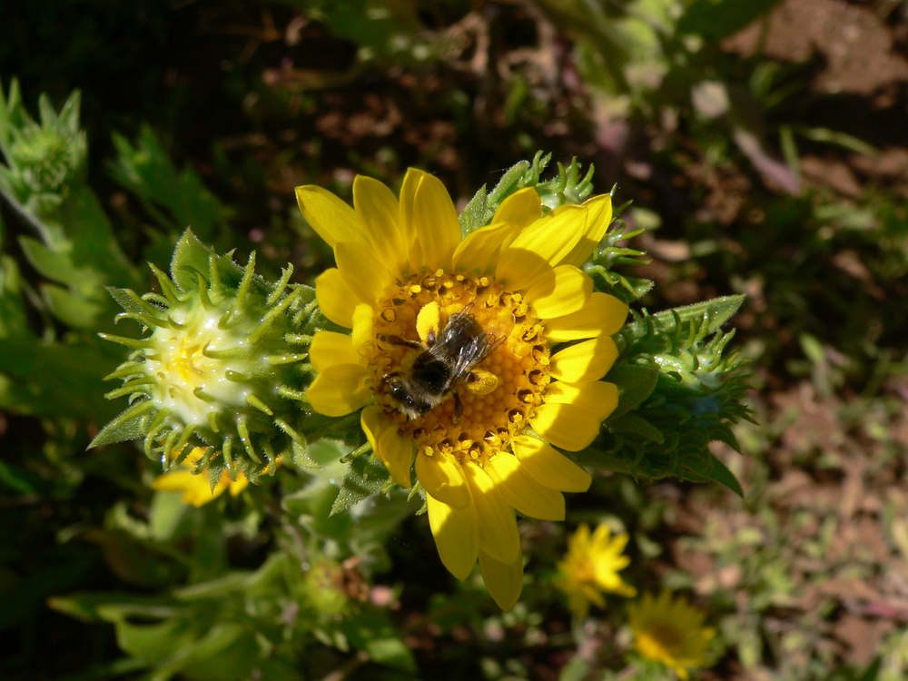 Gum Plant, Willamette Gumweed